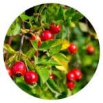 2x BMT® Curcumin MICROENCAPSULATED -20%